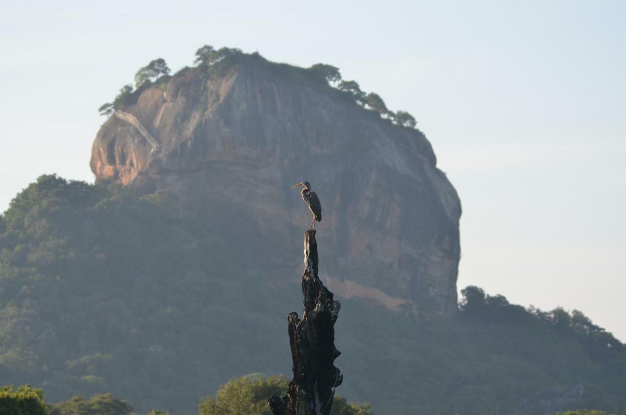 Sigiriya King'S Resort Zewnętrze zdjęcie